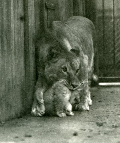 Eine Löwin hebt ihr Junges, das in der Menagerie geboren wurde, am Nacken, Londoner Zoo, Oktober 1923 (Schwarz-Weiß-Foto) von Frederick William Bond